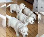 Small Photo #6 English Cream Golden Retriever Puppy For Sale in BLUE HILL, ME, USA