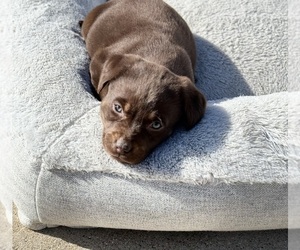 Labrador Retriever Puppy for Sale in ADDISON, Illinois USA