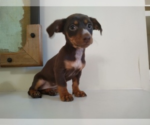 Dachshund Puppy for sale in CANTON, GA, USA