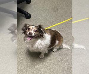 Chihuahua-Unknown Mix Dogs for adoption in Las Vegas, NV, USA