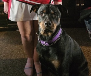 Mother of the Rottweiler puppies born on 06/04/2025