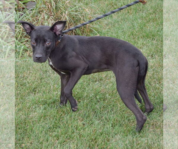 Medium Photo #2 American Staffordshire Terrier-Unknown Mix Puppy For Sale in Huntley, IL, USA
