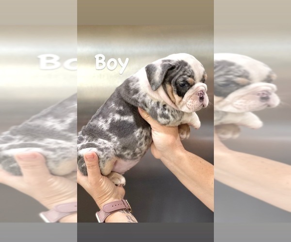 Medium Photo #14 English Bulldog Puppy For Sale in CORONA DEL MAR, CA, USA