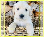 Puppy Ginger Golden Retriever