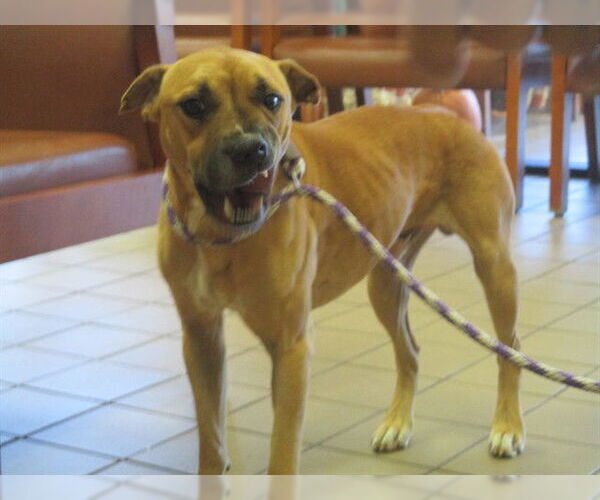 Medium Photo #1 Black Mouth Cur-Unknown Mix Puppy For Sale in Ocala, FL, USA