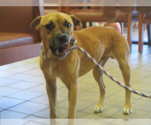 Black Mouth Cur-Unknown Mix Dogs for adoption in Ocala, FL, USA