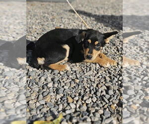 Australian Shepherd-Unknown Mix Dogs for adoption in Salt Lake City, UT, USA