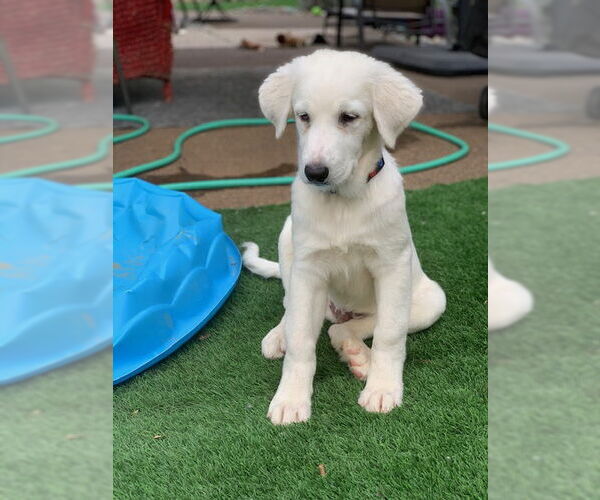 Medium Photo #14 Great Pyrenees Puppy For Sale in Spring, TX, USA