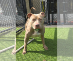 Small #4 Mutt