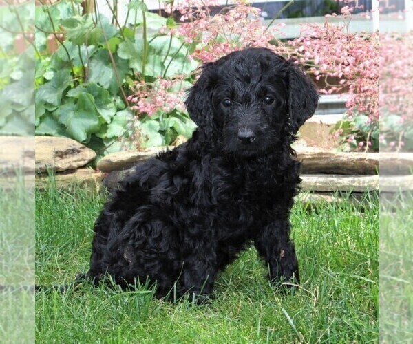 Medium Photo #5 Labradoodle-Poodle (Standard) Mix Puppy For Sale in NEW PROVIDENCE, PA, USA