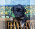 Small #3 Shorkie Tzu