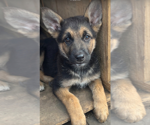 German Shepherd Dog Puppy for sale in WINONA, MN, USA
