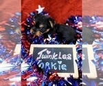 Small Photo #21 Yorkshire Terrier Puppy For Sale in AKRON, OH, USA