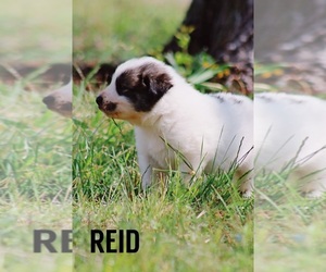 Anatolian Shepherd-Great Pyrenees Mix Puppy for sale in BARRY, TX, USA
