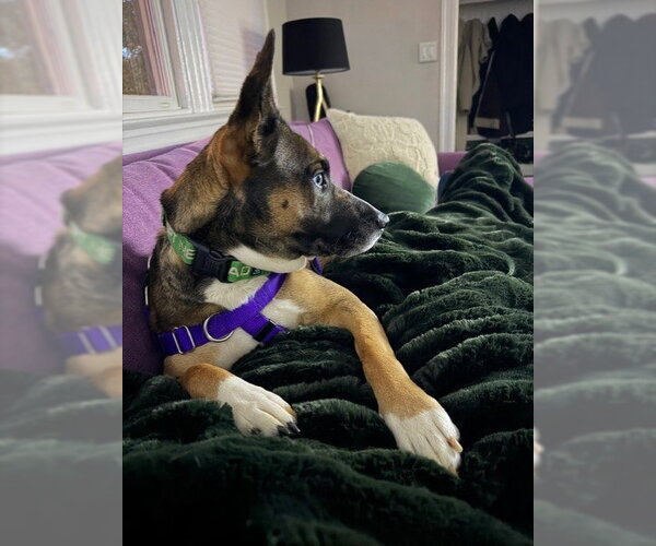 Medium Photo #2 Siberian Husky-Unknown Mix Puppy For Sale in Derwood, MD, USA