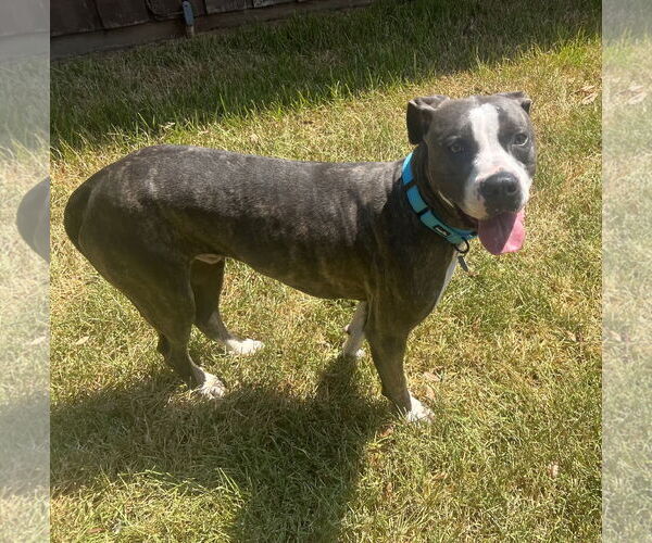 Medium Photo #3 Mutt Puppy For Sale in Shreveport, LA, USA