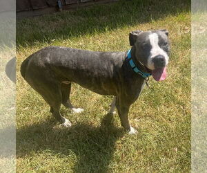 Royce - Male Mutt Dog for Adoption - Photo #3