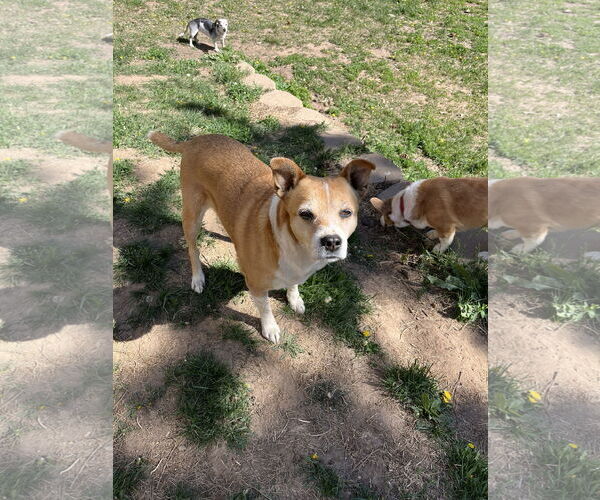 Medium Photo #6 Mutt Puppy For Sale in Denver , CO, USA