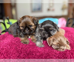 Shih Tzu Litter for sale in FOSTORIA, MI, USA