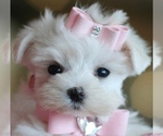 Small #7 Maltese