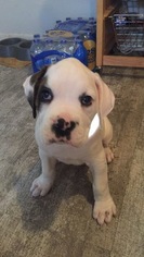Boxer Puppy for sale in LA VISTA, NE, USA
