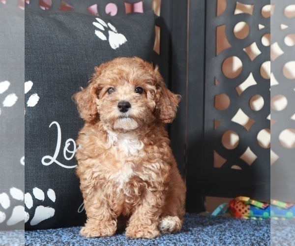 Medium Photo #4 Poodle (Toy) Puppy For Sale in MOUNT VERNON, OH, USA