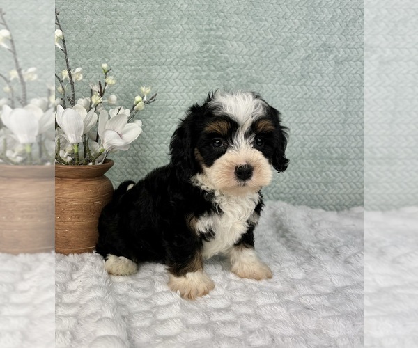 Medium Photo #6 Cavapoo Puppy For Sale in FRANKLIN, IN, USA