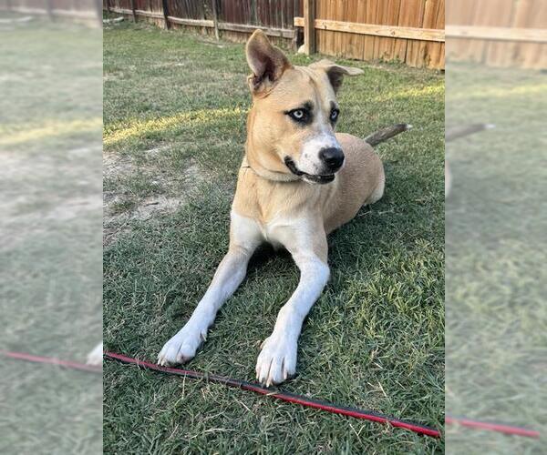 Medium Photo #1 Boxer-Huskies  Mix Puppy For Sale in San Antonio, TX, USA