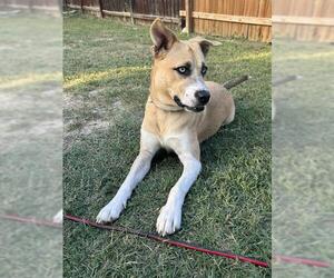 Boxer-Huskies Mix Dogs for adoption in San Antonio, TX, USA