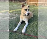 Small Boxer-Huskies Mix