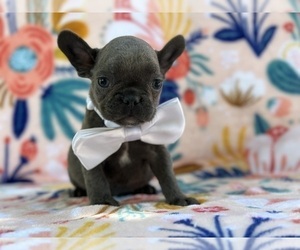 French Bulldog Puppy for sale in LANCASTER, PA, USA