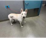 Small German Shepherd Dog Mix
