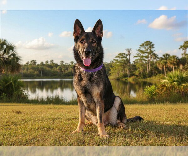 Medium Photo #1 German Shepherd Dog-Unknown Mix Puppy For Sale in Tavares, FL, USA