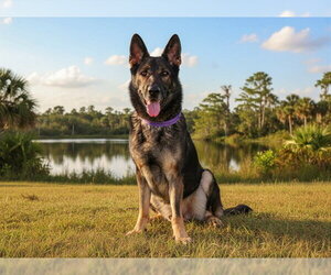 German Shepherd Dog-Unknown Mix Dogs for adoption in Tavares, FL, USA