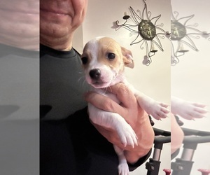 Medium Jack Russell Terrier