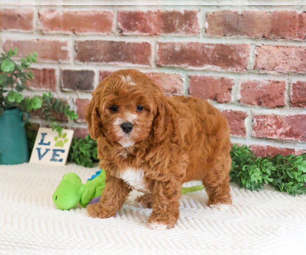 Medium Photo #2 Cavapoo (Miniature) Puppy For Sale in SYRACUSE, IN, USA