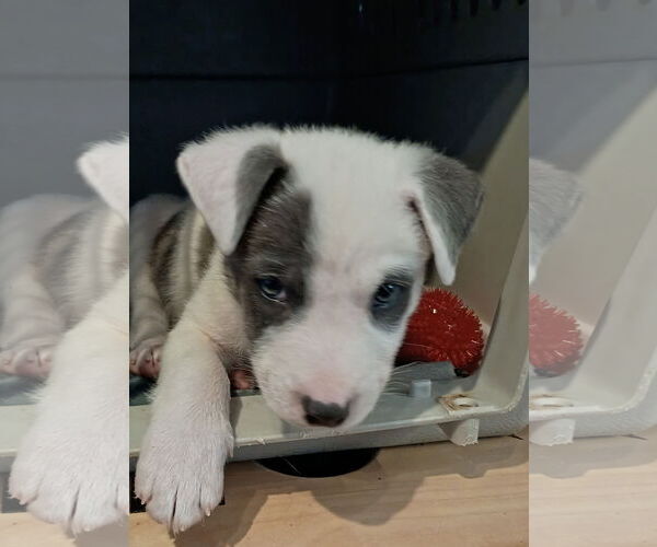 Medium Photo #3 Border Collie-Unknown Mix Puppy For Sale in Ball Ground, GA, USA