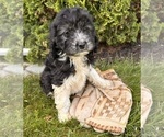 Small #1 Cockapoo