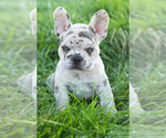 Small Photo #6 French Bulldog Puppy For Sale in BREMEN, IN, USA