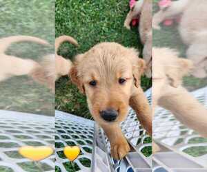 Golden Retriever Puppy for Sale in CAMBRIDGE, Illinois USA