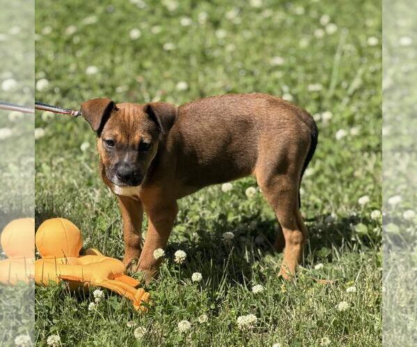 Medium Photo #3 Labrador Retriever-Unknown Mix Puppy For Sale in Yardley, PA, USA
