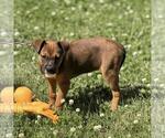 Small #2 Labrador Retriever Mix