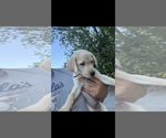 Puppy Puppy 1 Labrador Retriever