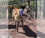 Small #2 Greyhound