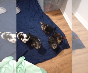 Yorkshire Terrier Litter for sale in FLINT, MI, USA