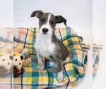 Small #5 Mutt