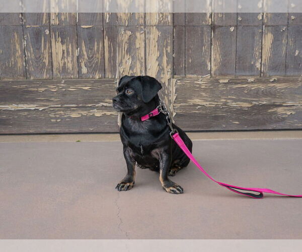 Medium Photo #12 Pug-Unknown Mix Puppy For Sale in Lake Forest, CA, USA