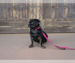Small #11 Pug Mix