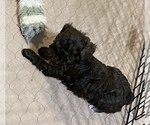 Small Photo #11 Poodle (Miniature) Puppy For Sale in GLOUCESTER, VA, USA