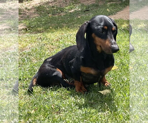 Medium Photo #3 Dachshund Puppy For Sale in Hesperia, CA, USA